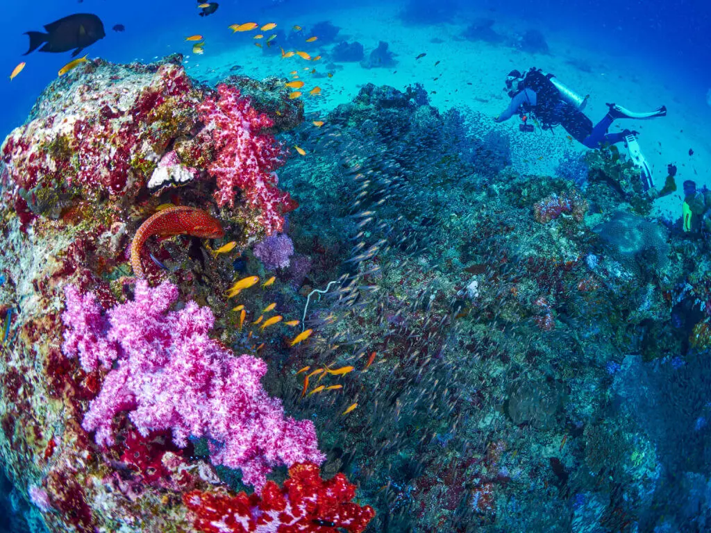 The colourful magnificence of Khao Lak marine life!