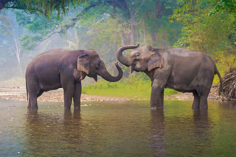 bangkok elephant sanctuary