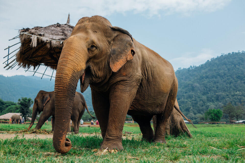 elephant sanctuary thailand | elephant nature park | elephant hills thailand | elephant foundation