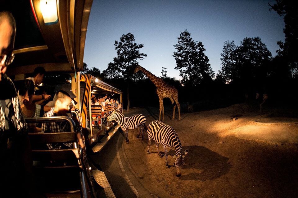 night safari thailand