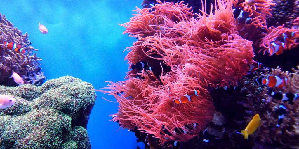 Before evening sunset, relax with swimming amidst the vividly-colored corals